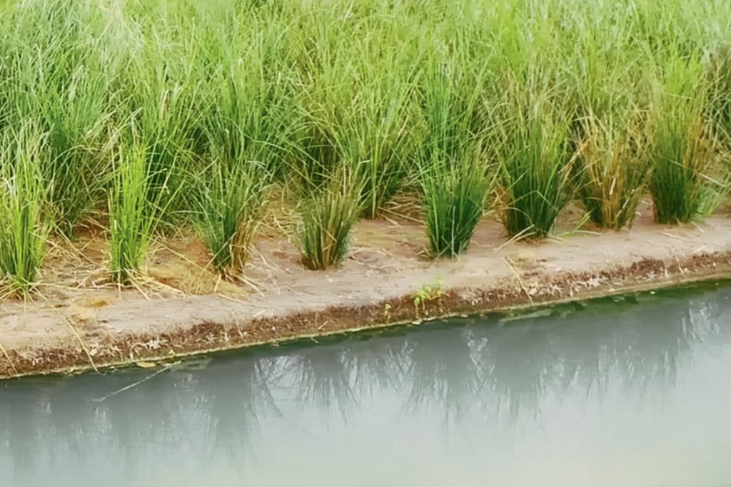 floating wetland image